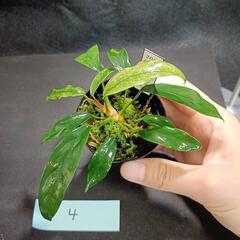 【水槽関連】アヌビアス　グラブラ④の画像