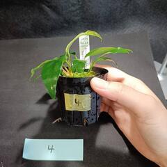 【水槽関連】アヌビアス　グラブラ④の画像