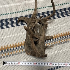 流木の画像