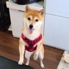 迷い犬（北広島市共栄町）