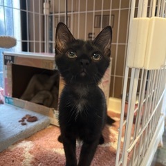 2ヶ月半黒猫女の子