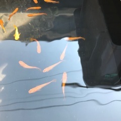 メダカ　紅華　10匹の画像