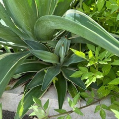 巨大アガベ　ベネズエラ　4-5年育ててます🌿🌿　の画像