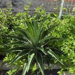 巨大アガベ　ベネズエラ　4-5年育ててます🌿🌿　の画像