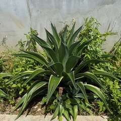 巨大アガベ　ベネズエラ　4-5年育ててます🌿🌿　の画像