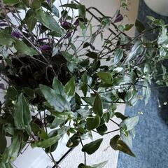 観葉植物　ブライダルベールの画像