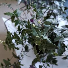 観葉植物　ブライダルベールの画像