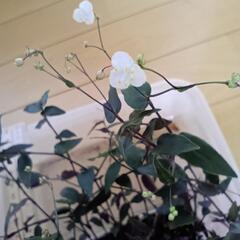 観葉植物　ブライダルベールの画像