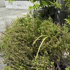 バジル🌿🌿植物の画像