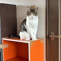 １歳過ぎ　とってもビビりで優しい男の子のモカくん【7月27日(日...
