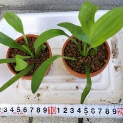 ➍【メダカと相性◎】ナガバオモダカ2株＆コインウォーター付き！ビオトープに！の画像