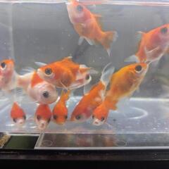 夏休み特価‼️ 福だるまの画像