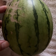 小玉スイカ🍉の画像