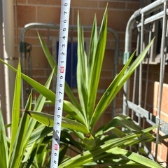 植物　鉢植え　の画像