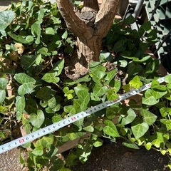 植物　鉢植え　の画像