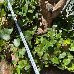植物　鉢植え　の画像