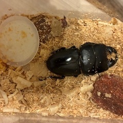 幼虫　ペア　アルキデスヒラタクワガタ　の画像