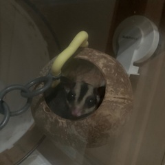 フクロモモンガのノーマル♀ （一歳未満）