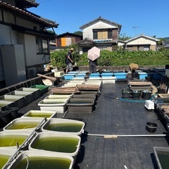 高級メダカ掬いやりますよ！
の画像