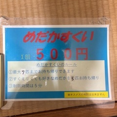 高級メダカ掬いやりますよ！
の画像