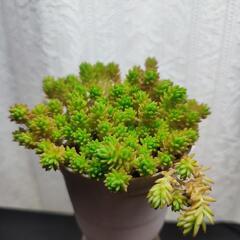かわいいセダムの画像