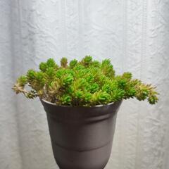 かわいいセダムの画像
