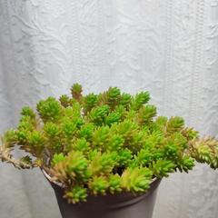 かわいいセダムの画像