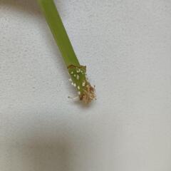 フィカス アルテシマゴールドの画像