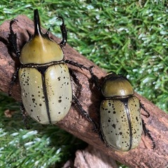 ミニヘラクレス(ティティウス)の画像