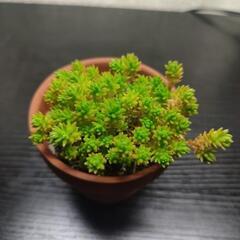 かわいいセダムの画像