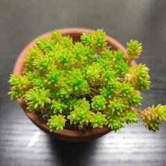 かわいいセダムの画像