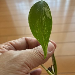 モンステラホワイトタイガーの画像
