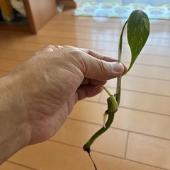 モンステラホワイトタイガーの画像