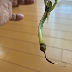 モンステラホワイトタイガーの画像