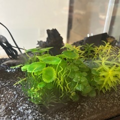 （8/3まで）水槽セットの画像