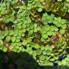 【決まりました】白いメダカ4匹と水草の画像