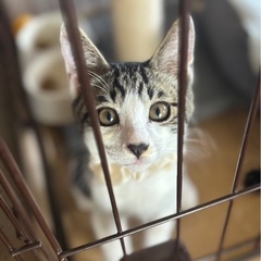 キジ白子猫のちょこたん