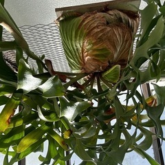 巨大ビカクシダ　キッチャクードの画像