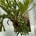 ランキングキーワードに紐づく投稿画像-多肉植物