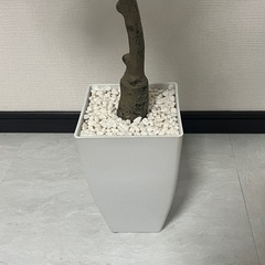 【フェイクグリーン 観葉植物】ユーカリの木（高さ約120〜140cm）の画像