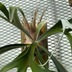 ランキングキーワードに紐づく投稿画像-観葉植物