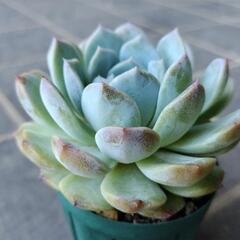 多肉植物　秘境ゼリー　2025年7月25日の画像
