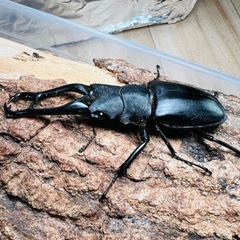 ギラファノコギリクワガタ　4頭の画像