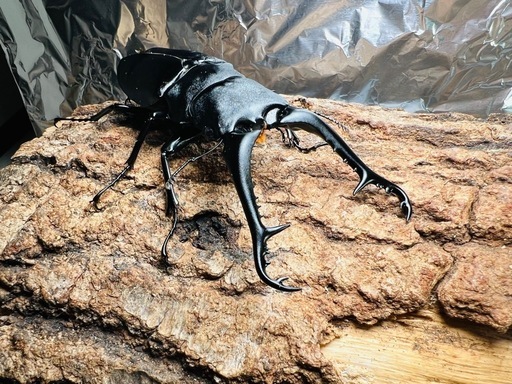 ギラファノコギリクワガタ　4頭