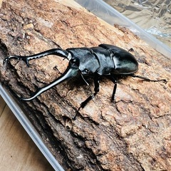 ギラファノコギリクワガタ　4頭の画像