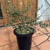 ランキングキーワードに紐づく投稿画像-観葉植物
