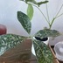 ランキングキーワードに紐づく投稿画像-観葉植物