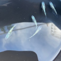 ネプチューンメダカの画像