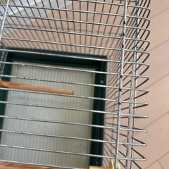 鳥かごの画像