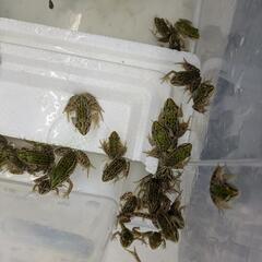 トノサマガエル　